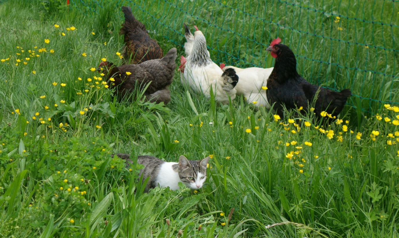 Cat guarding the chickens