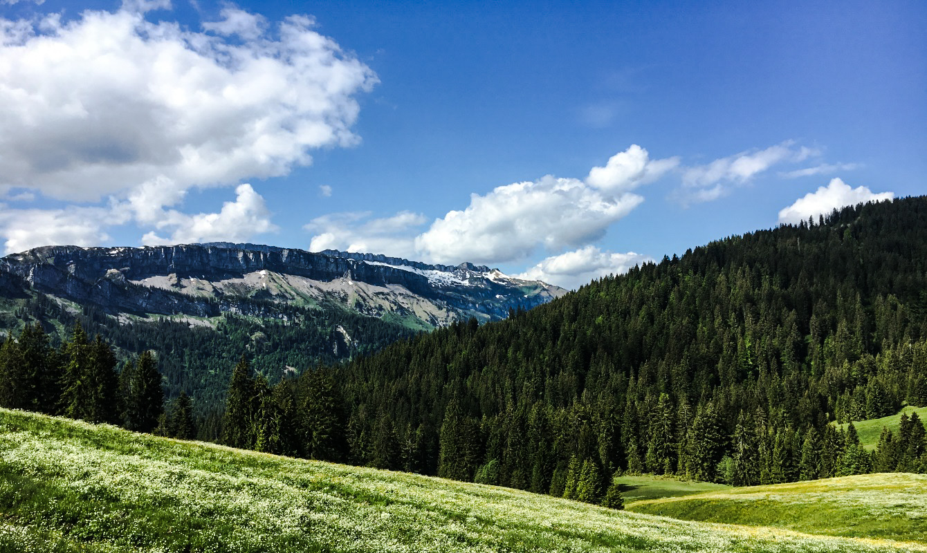 Beautiful alpine meadows