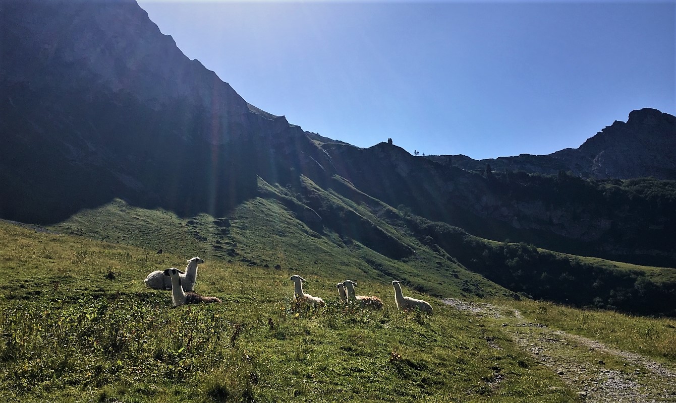 Llamas by the Traualpsee