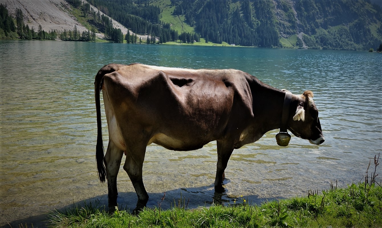 Cow cooling off in the lake