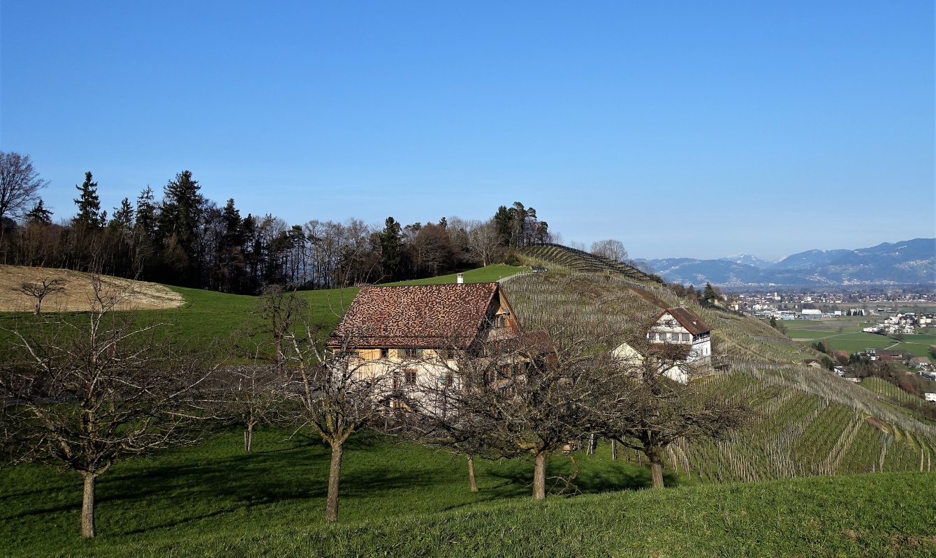 The vineyards of Berneck
