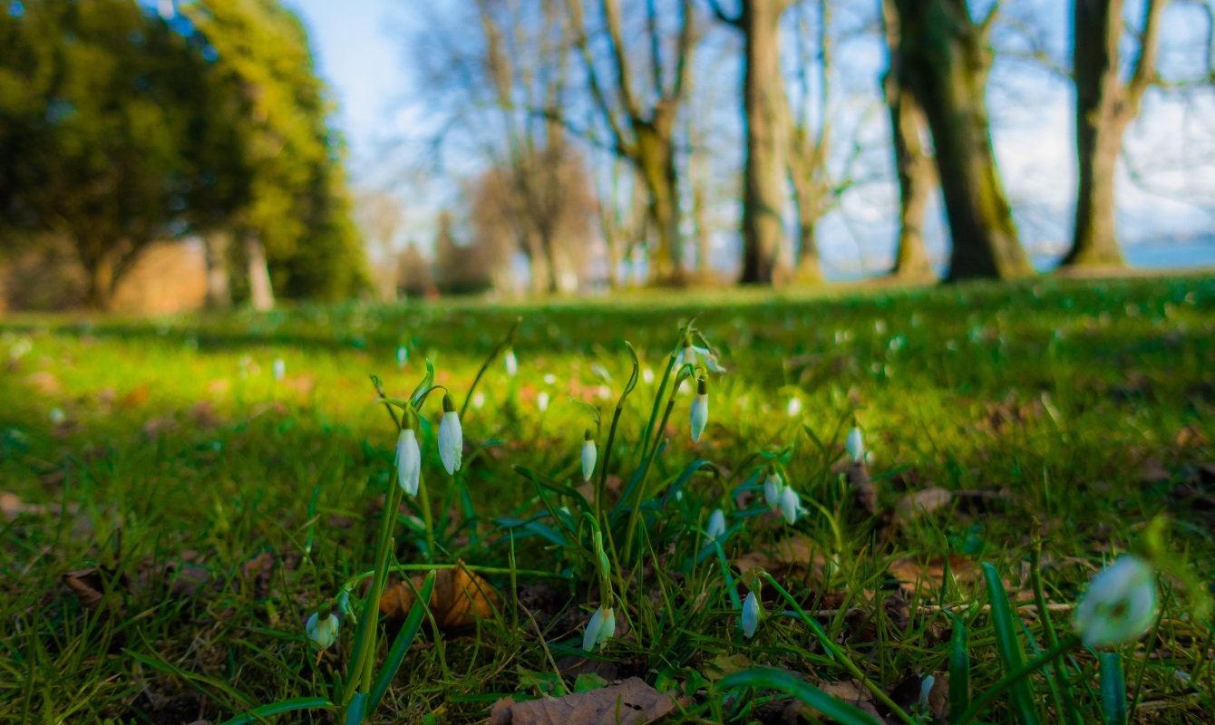 The first sign of spring in Lindenhofpark