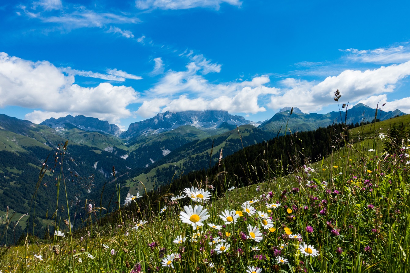 Alpine meadows and the Rätikon mountains