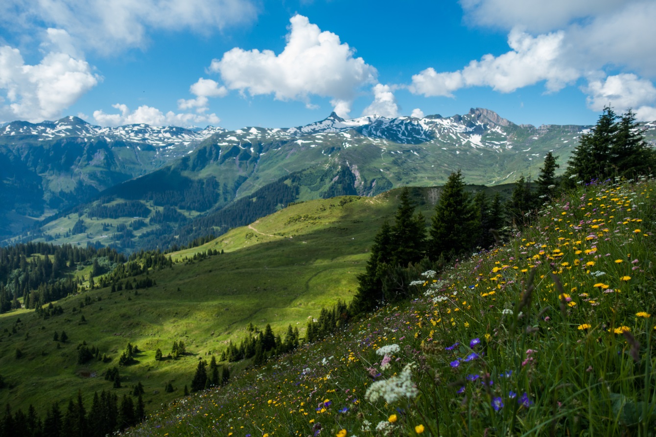 Abundance of flowers between Prodkamm and Maschgenkamm