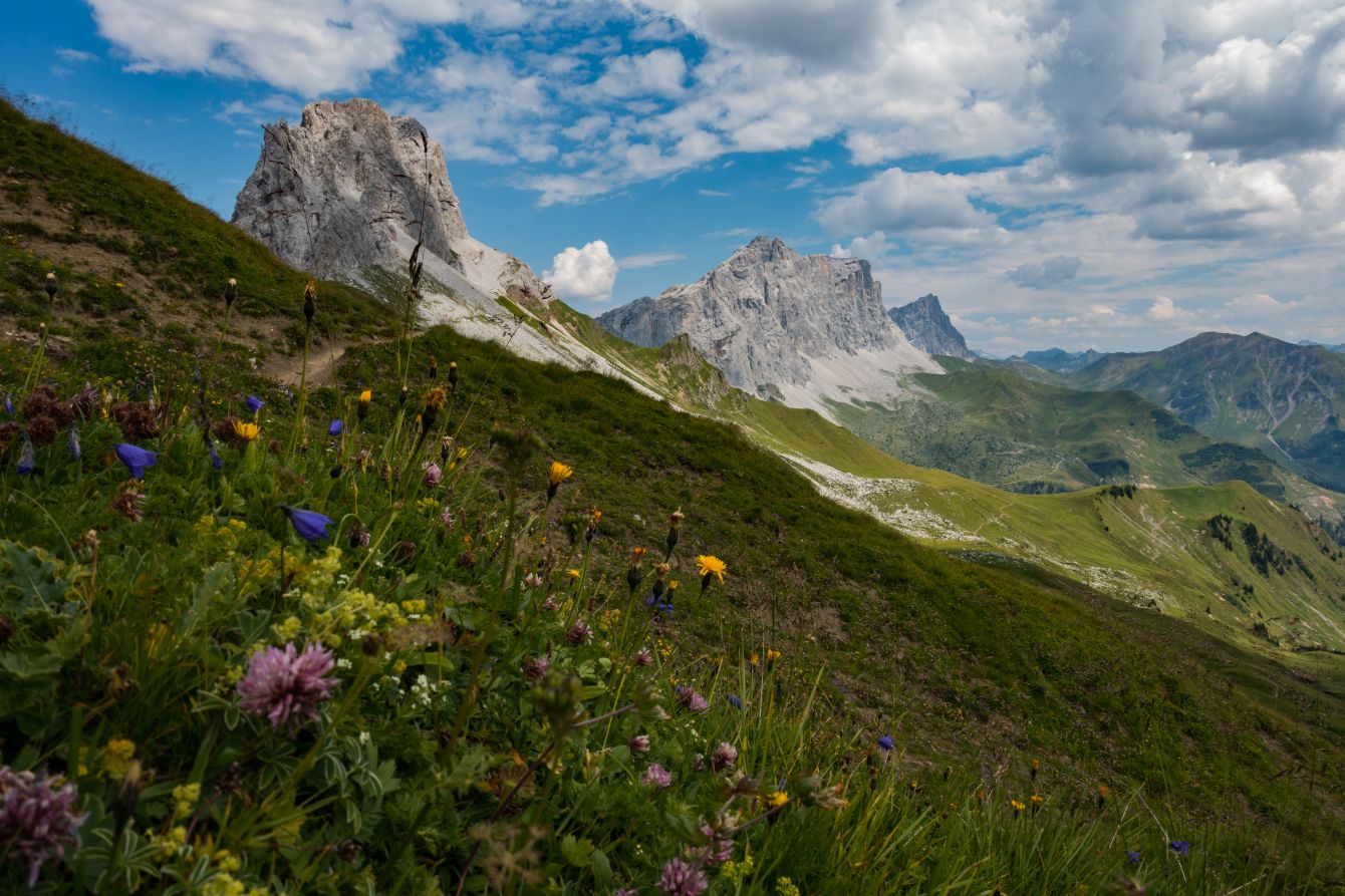 The summer flowers of Switzerland