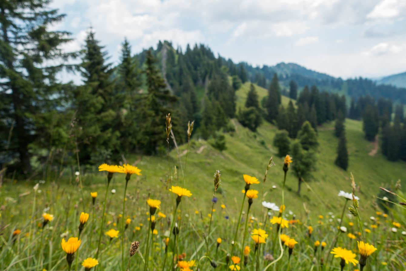 Summer flowers