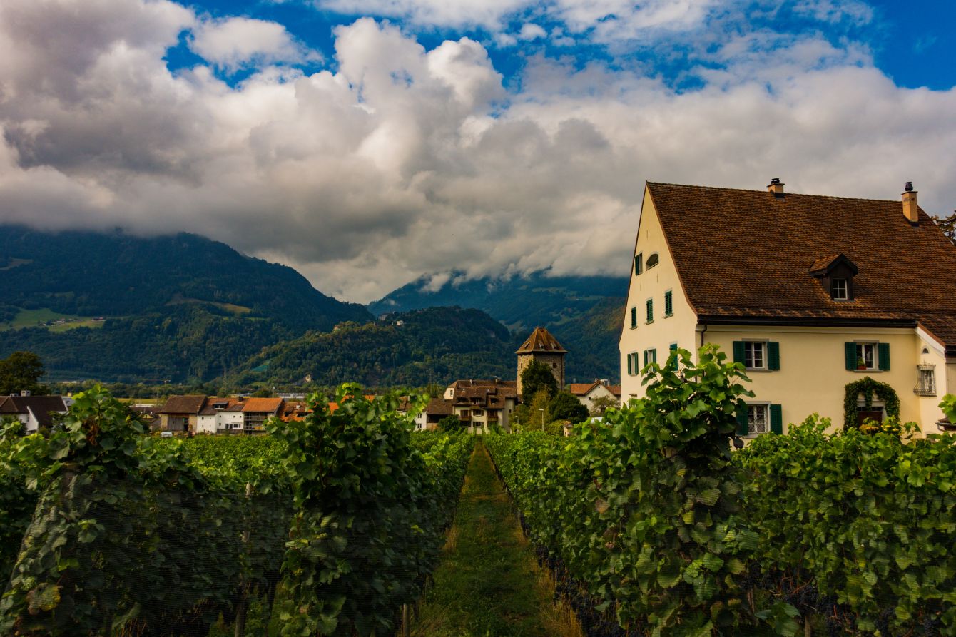 Vineyards close to Maienfeld