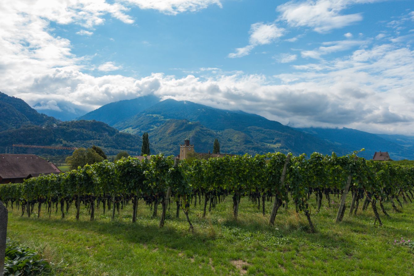 The vineyards between Flaesch and Maienfeld