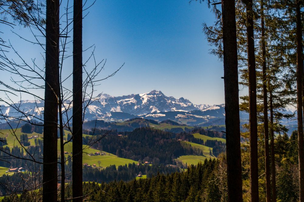 Views of Alpstein through the trees
